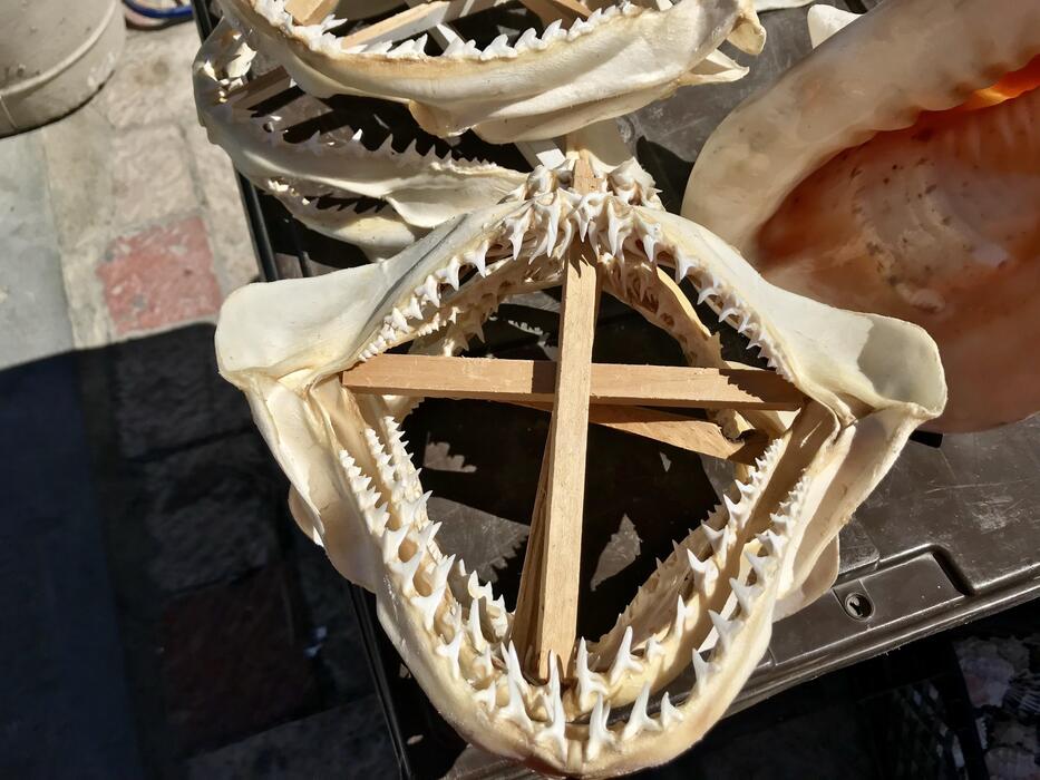 Shark Jaw Stock Photos, Images and Backgrounds for Free Download