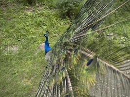 detalle de plumas de pavo real de cerca foto