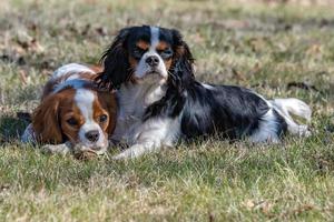 chevalier rey cachorro recién nacido bebé retrato foto