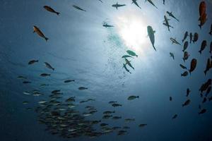 Maldives corals house for Fishes underwater view photo