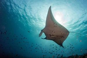 Manta underwater in the blue ocean background photo