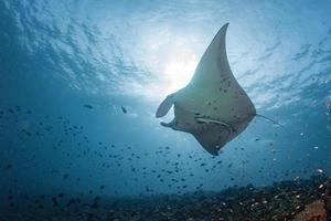 Manta in the blue background photo