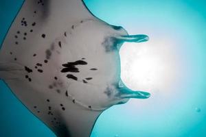 Manta in the blue background photo