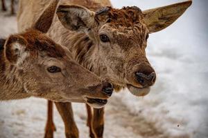 male deer after changes of the horns photo