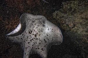 giant blackparsnip stingray fish photo