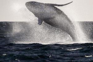 artistic image moving of humpback whale breaching in cabo san lucas photo