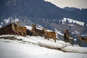 snow deers portrait while looking at you photo