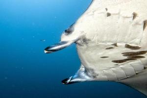 Manta in the blue ocean background portrait photo