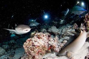 Nurse Shark close up on black at night photo