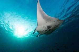 Manta underwater in the blue ocean background photo