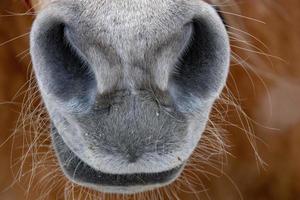 nariz de caballo de nieve de cerca foto