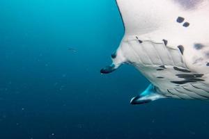 Manta in the blue background photo