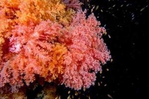 Alcyonarian Soft Coral underwater landscape colorful view photo