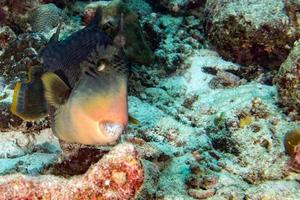 Trigger fish titan defending its nest underwater photo