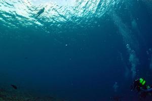 diving in colorful reef underwater photo