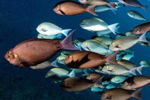 parrot school of fish portrait in maldives photo