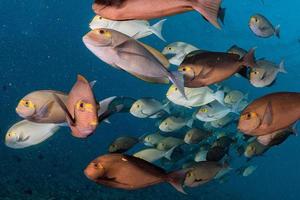 school of surgeon fish in the blue photo