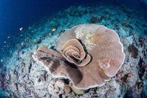 diving in colorful reef underwater photo