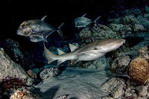 Nurse Shark close up on black at night photo