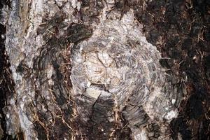 pine bark texture wet and dry close up detail photo