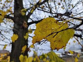 foliage leaf carpet in autumn photo