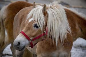 snow horse close up photo