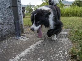 young border collie dog portrait photo
