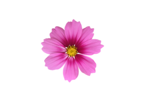 isolated cosmos flower with transparent background. png