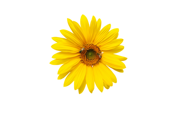 Page 2 | Sunflower PNGs for Free Download