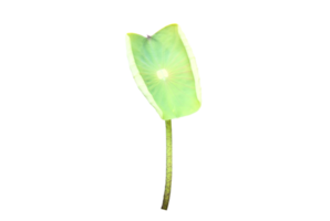 Isolated waterlily or lotus plant with clipping paths. png