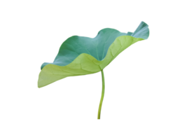 Isolated waterlily or lotus plant with clipping paths. png