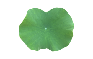 nénuphar isolé ou plante de lotus avec chemins de détourage. png