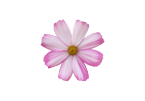 isolated cosmos flower with transparent background. png