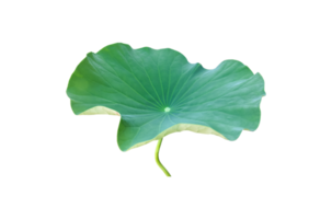 Isolated waterlily or lotus plant with clipping paths. png