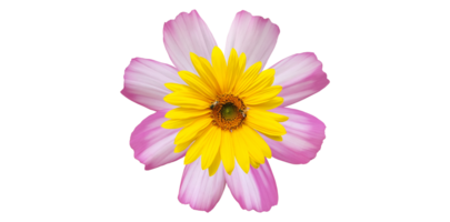fleur de cosmos isolée, fleur de gerbera, fleur d'hibiscus rosa-sinensis et tournesol avec chemins de détourage. png