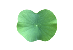 Isolated waterlily or lotus plant with clipping paths. png