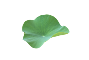 nénuphar isolé ou plante de lotus avec chemins de détourage. png