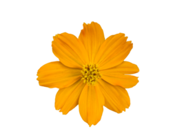 fleur de cosmos jaune isolée avec fond transparent. png