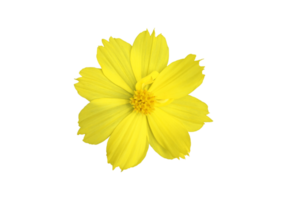 fleur de cosmos jaune isolée avec fond transparent. png
