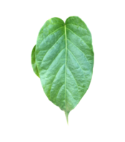 Isolated gurmar or gymnema inodorum dencne leaf with clipping paths. png