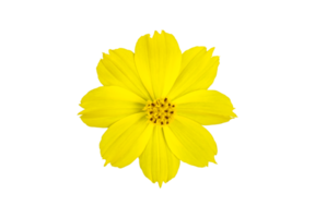 flor de cosmos amarelo isolado com traçados de recorte. png