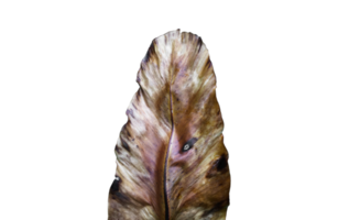 isolated Asplenium nidus leaf or bird net fern leaf with clipping paths. png