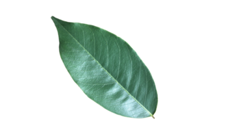 isolerat pterocarpus macrocarpus blad med klippning stigar. png