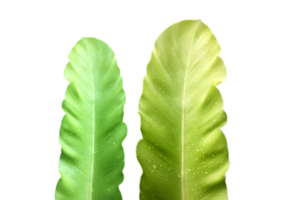 isolated Asplenium nidus leaf or bird net fern leaf with clipping paths. png