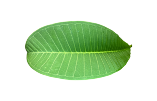 Isolated fresh green leaf of plumeria with transparent background. png