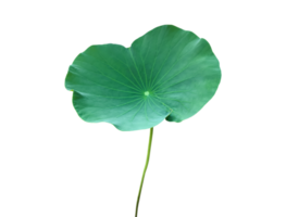 isolerat näckros eller lotus växt med klippning stigar. png