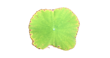 Isolated waterlily or lotus plants with clipping paths. png