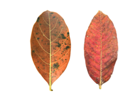 Isolated queen's crape myrtle old and fallen leaf with transparent background, png