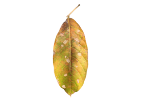 Isolated queen's crape myrtle old and fallen leaf with transparent background, png