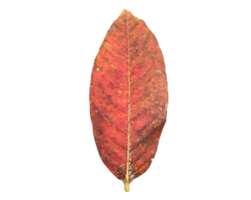 Isolated queen's crape myrtle old and fallen leaf with transparent background, png